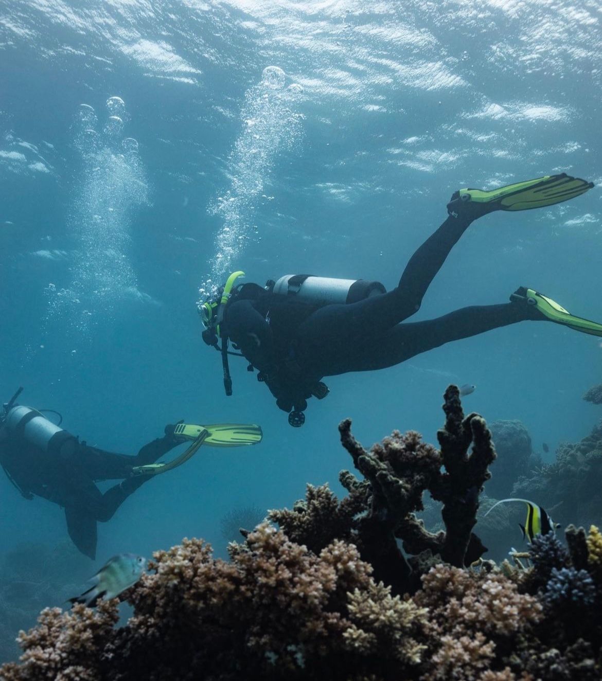 Divers exploring a coral reef