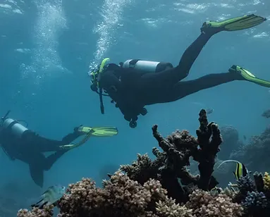Divers exploring a coral reef