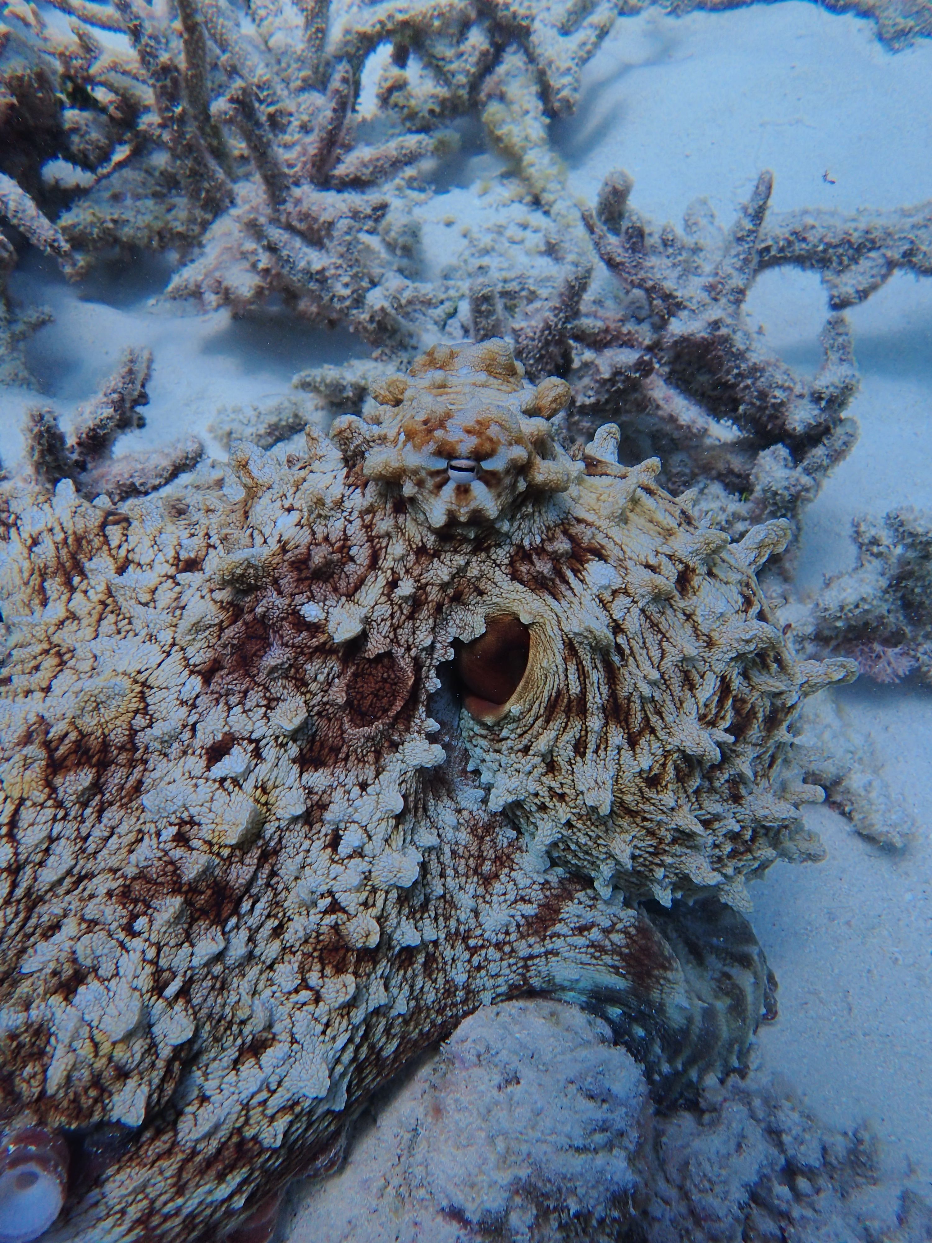 Close-up of coral
