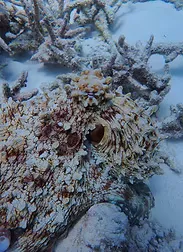 Close-up of coral