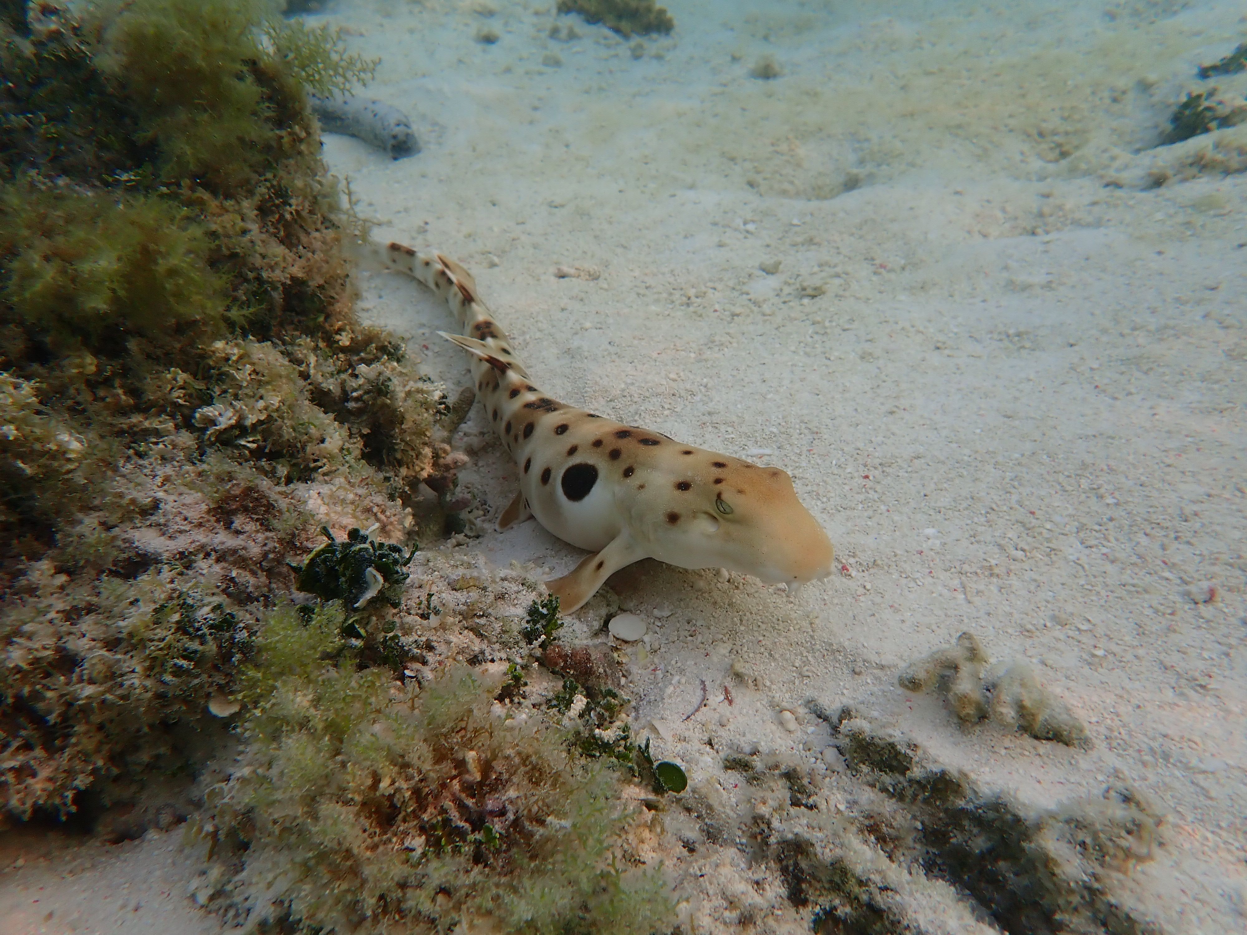 Sea creature on the ocean floor