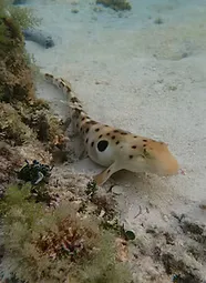 Sea creature on the ocean floor