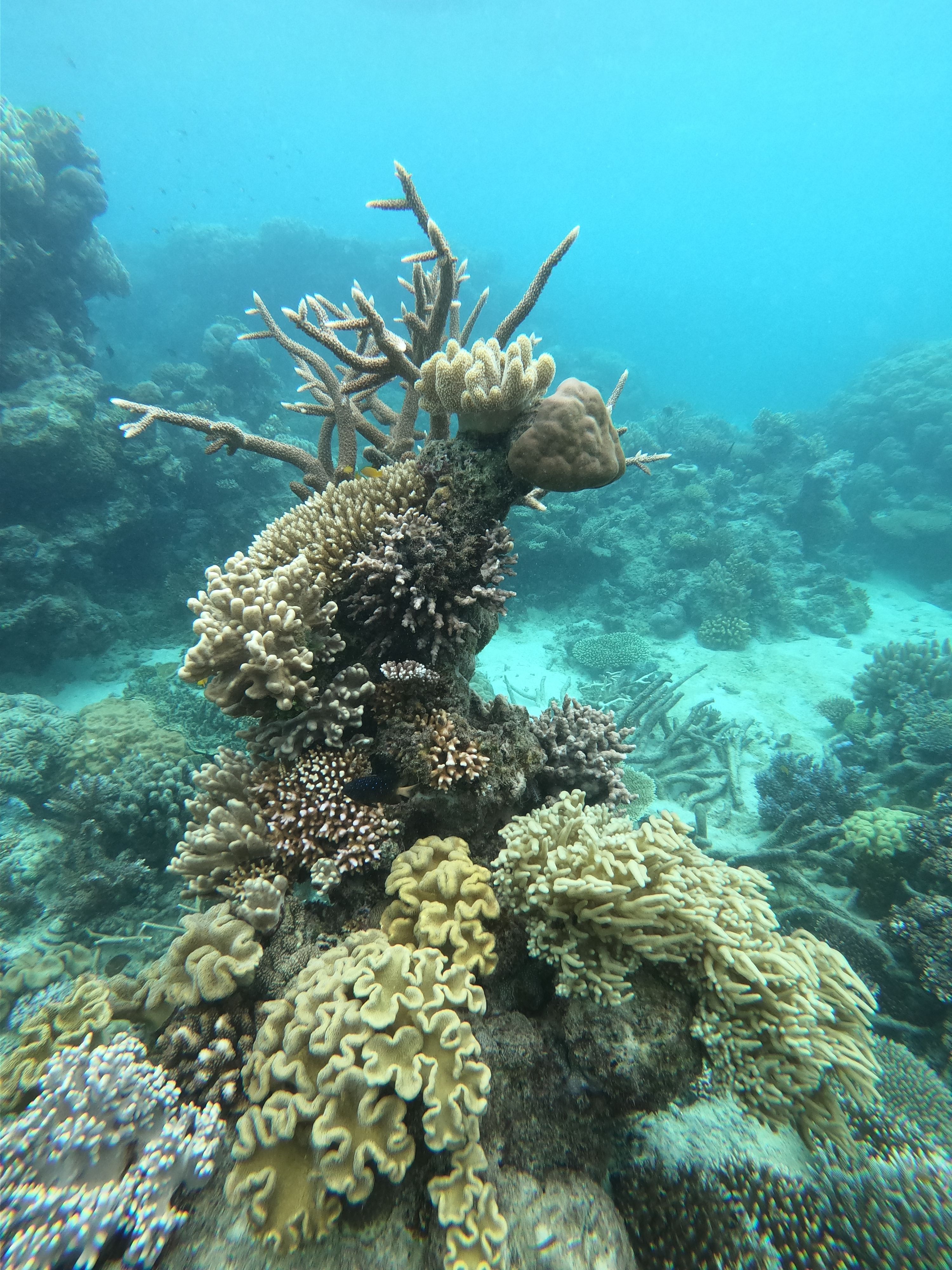Tall coral reef formation