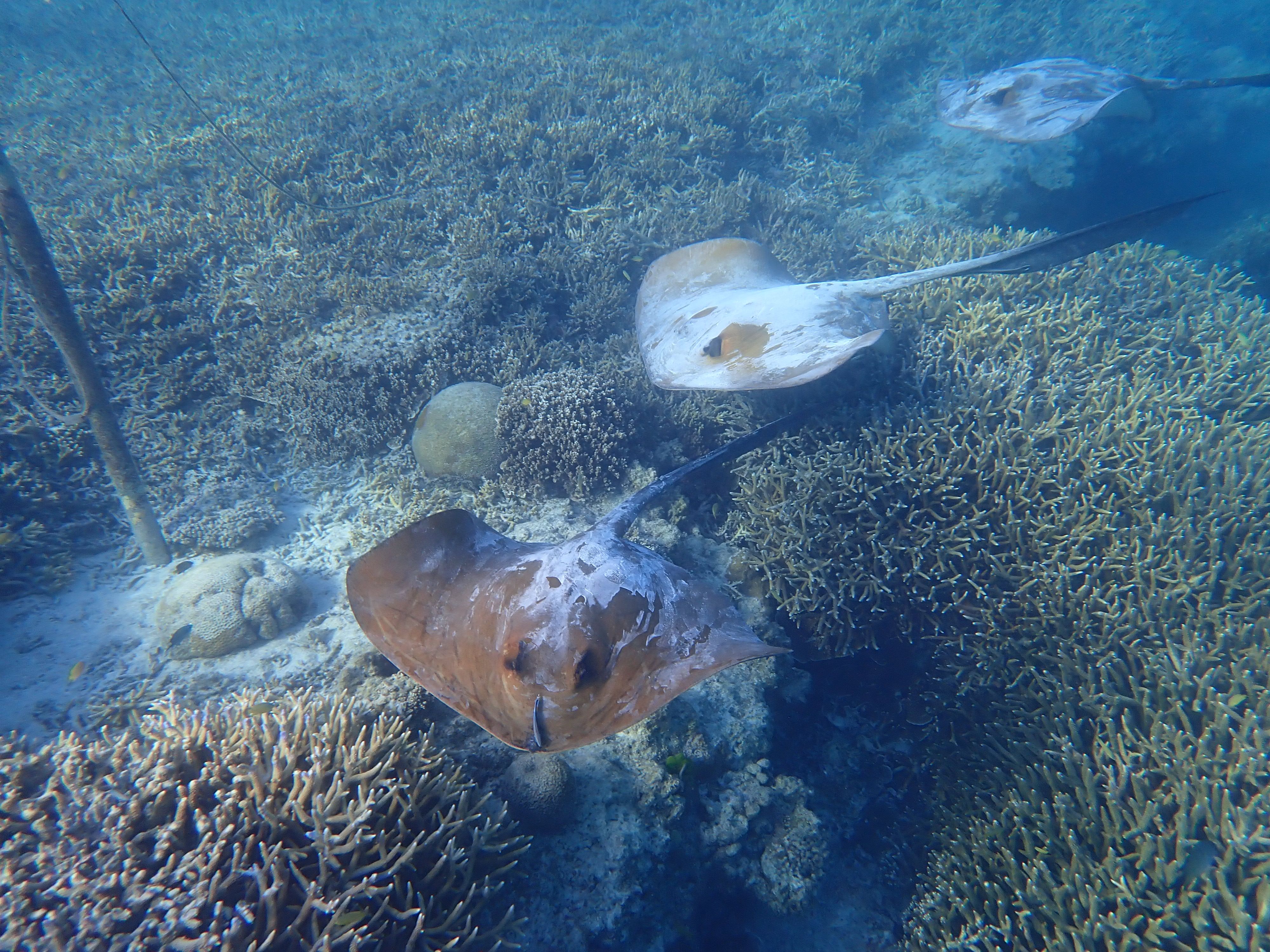 Stingray swimming over coral