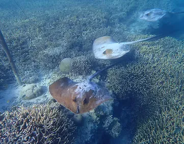Stingray swimming over coral