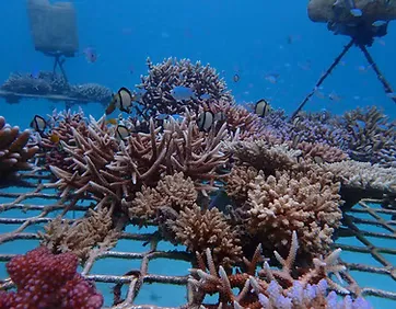 Coral fragments on a mesh structure