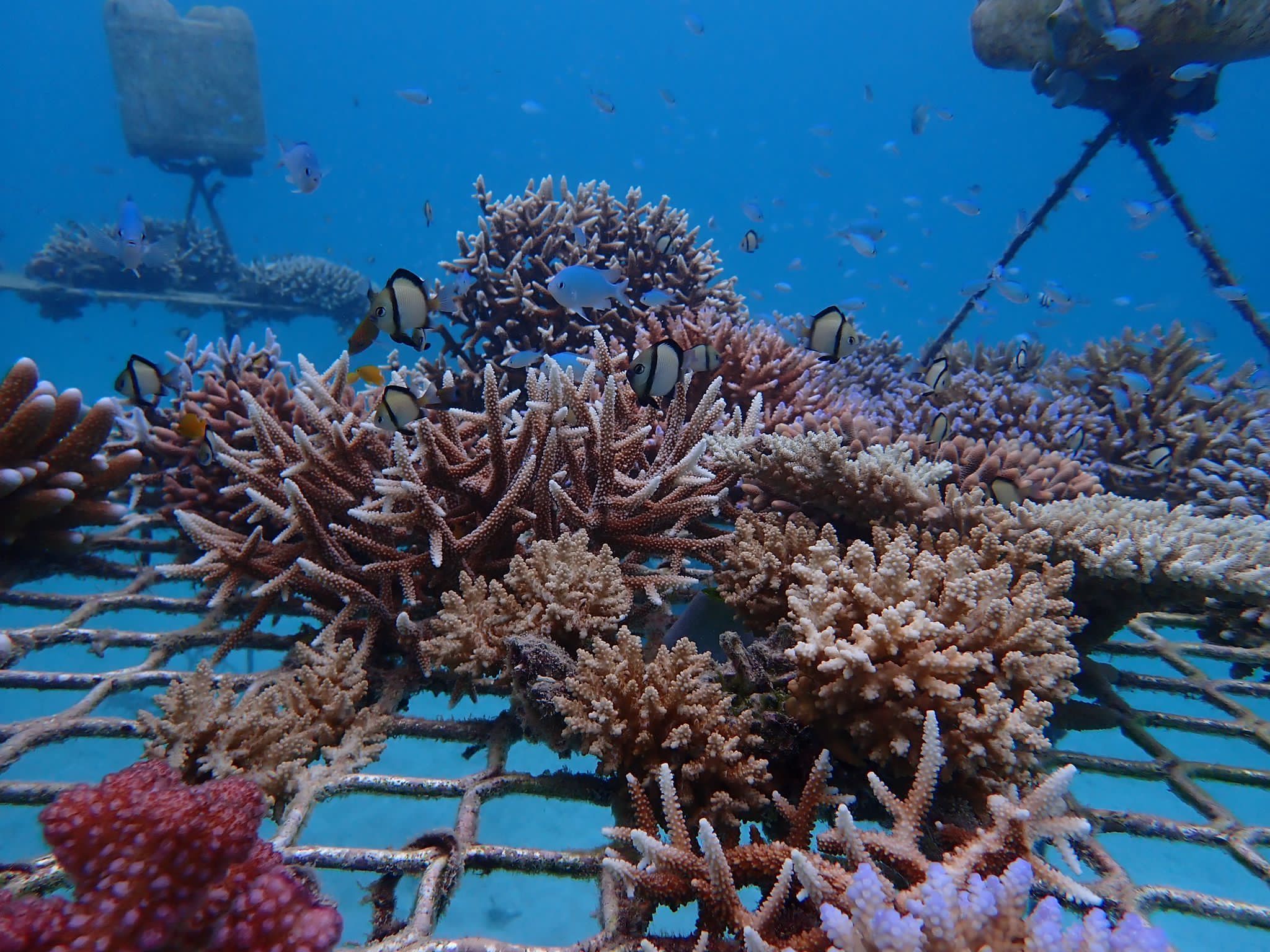 Coral fragments on a mesh structure