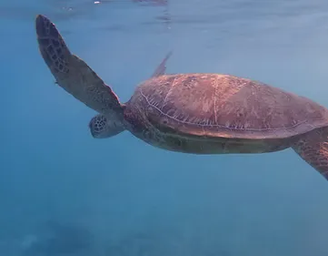 Sea turtle swimming