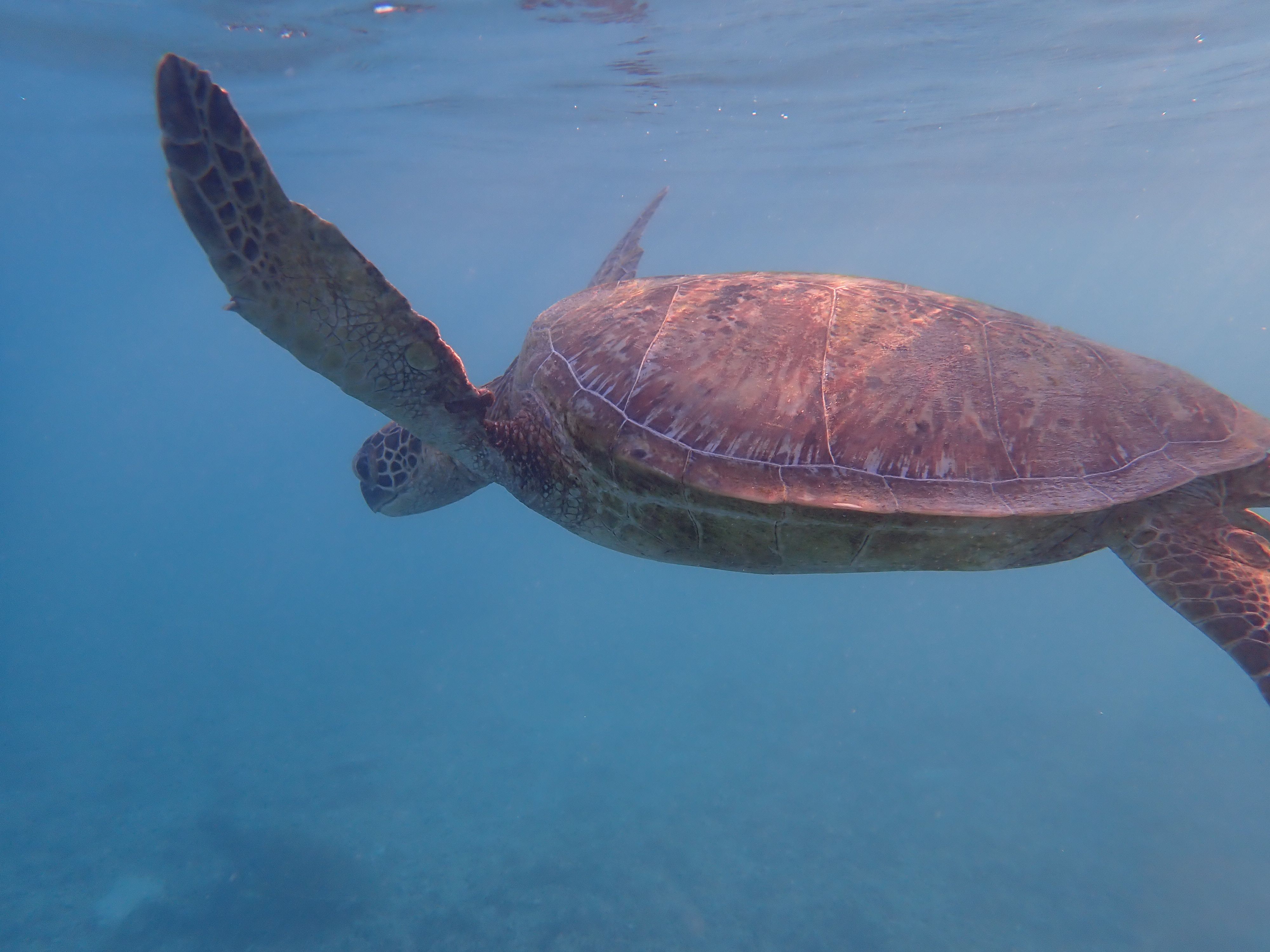 Sea turtle swimming
