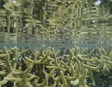 Coral reef above and below the waterline