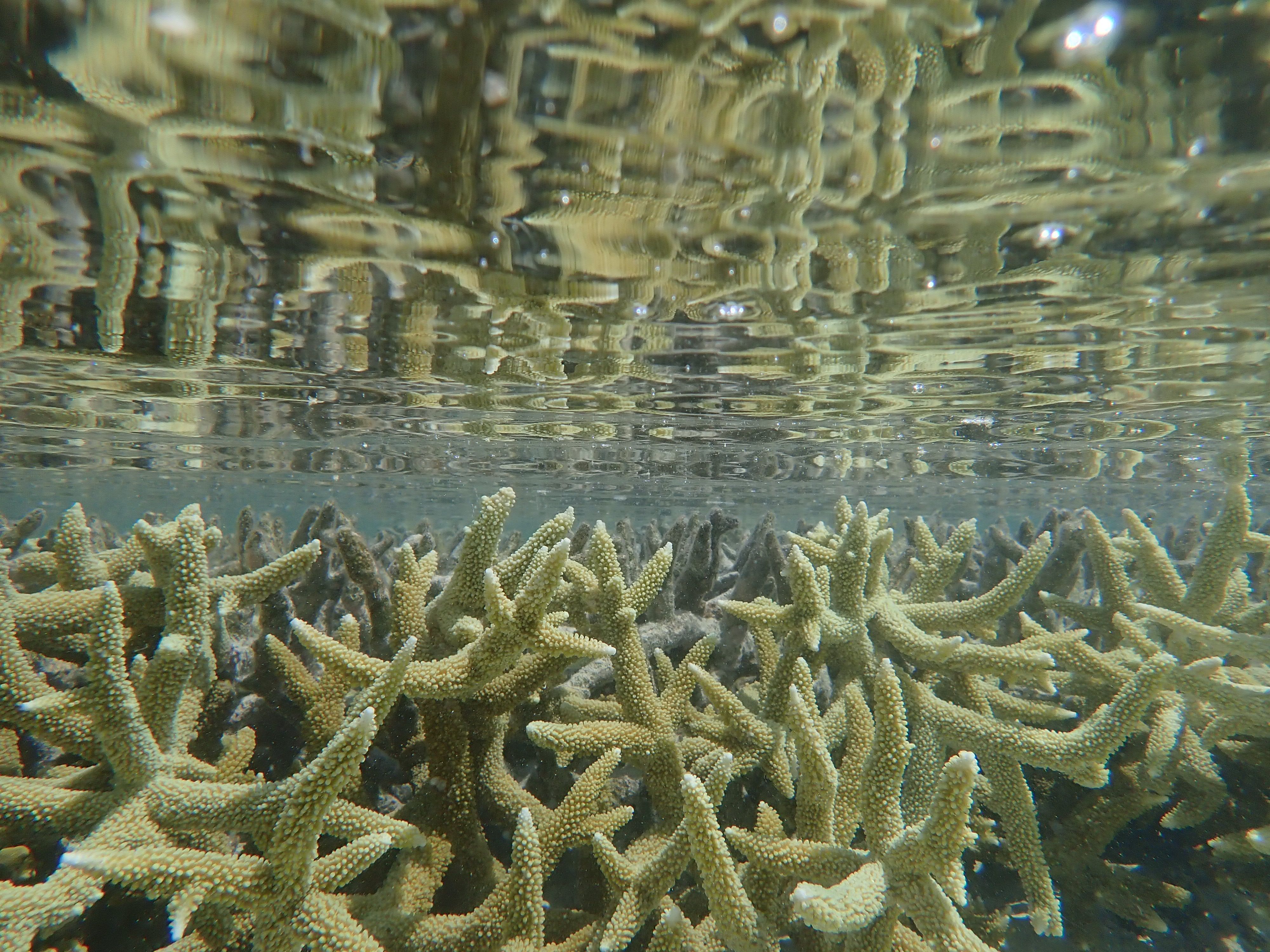 Coral reef above and below the waterline