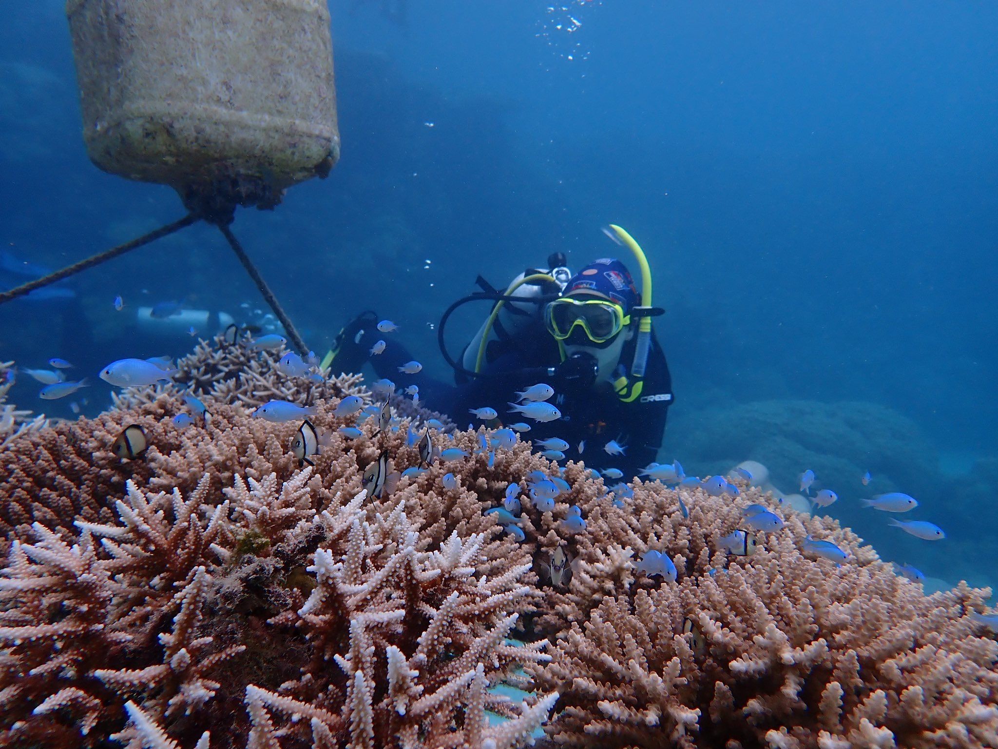 Nicole J. Dilernia scuba diving over a coral reef